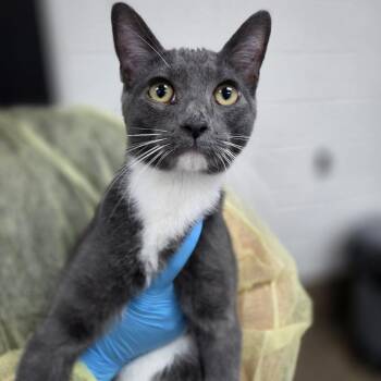 Hematite -  Domestic Short Hair Cat for Adoption in Incline Village, Nevada - Hematite | PetCurious