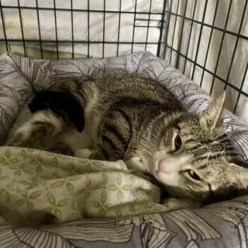 Domestic Short Hair Cats Available for Adoption in New York, New York - Angel | PetCurious