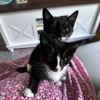 Harbor -  Domestic Short Hair Cat for Adoption in Washougal, Washington - Harbor | PetCurious