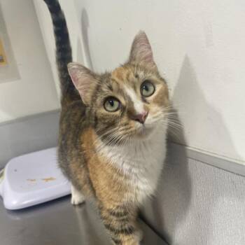 Prudence -  Domestic Short Hair Cat for Adoption in Tampa, Florida - Prudence | PetCurious