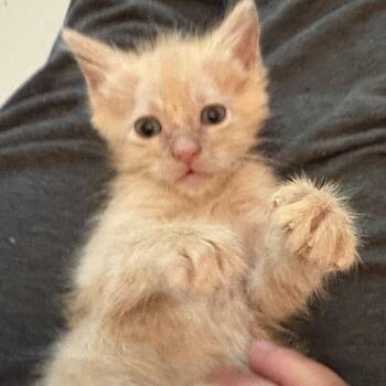 Tabby Cats Available for Adoption in Hickory, North Carolina - Cherrio | PetCurious