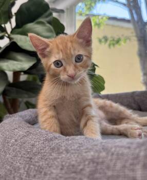 Honeybun -  Domestic Short Hair Cat for Adoption in San Jose, California - Honeybun | PetCurious