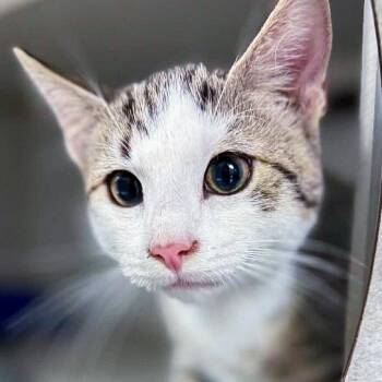 Gerry -  Domestic Short Hair Cat for Adoption in Falls Church, Virginia - Gerry | PetCurious