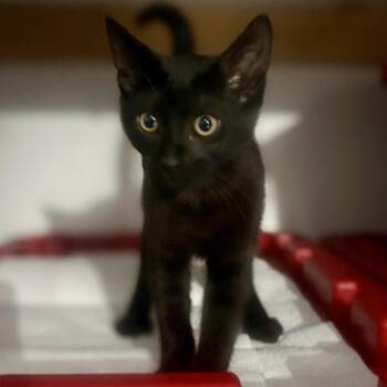 Bagheera -  Domestic Short Hair Cat for Adoption in Long Beach, California - Bagheera | PetCurious
