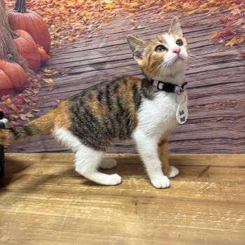 Kiki -  Domestic Medium Hair Cat for Adoption in Normal, Illinois - Kiki | PetCurious