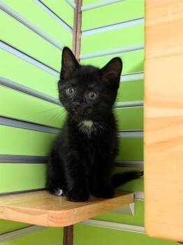 THELMA -  Domestic Medium Hair Cat for Adoption in St. Peters, Missouri - THELMA | PetCurious