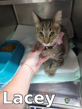 Domestic Short Hair Cats Available for Adoption in Rocky Mount, North Carolina - Lacey | PetCurious