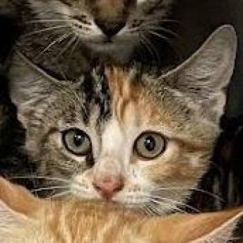 Poppy -  Domestic Short Hair Cat for Adoption in Port Charlotte, Florida - Poppy | PetCurious