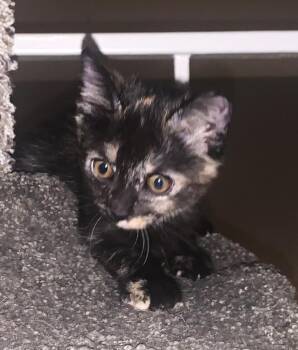 MALLORY -  Domestic Short Hair Cat for Adoption in Burbank, California - MALLORY | PetCurious