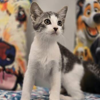 Fifi -  Domestic Short Hair Cat for Adoption in Effingham, Illinois - Fifi | PetCurious