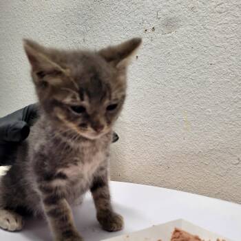 Fred -  Domestic Short Hair Cat for Adoption in Belfair, Washington - Fred | PetCurious