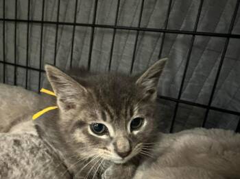 Domestic Medium Hair Cats Available for Adoption in Virginia Beach, Virginia - Razzle Dazzle | PetCurious