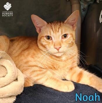 Domestic Short Hair Cats Available for Adoption in Heath, Ohio - Noah | PetCurious