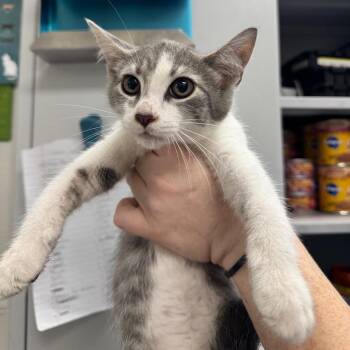 Trudie -  Domestic Short Hair Cat for Adoption in Columbiana, Alabama - Trudie | PetCurious