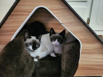 Margeaux -  Domestic Short Hair Cat for Adoption in Statesboro, Georgia - Margeaux | PetCurious