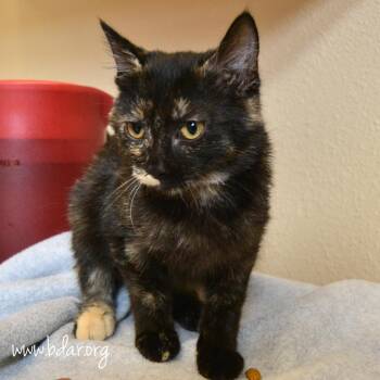 Sally -  Domestic Short Hair Cat for Adoption in Cheyenne, Wyoming - Sally | PetCurious