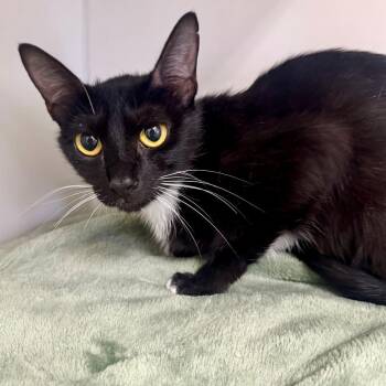 Luna -  Domestic Short Hair Cat for Adoption in Hawthorne, California - Luna | PetCurious