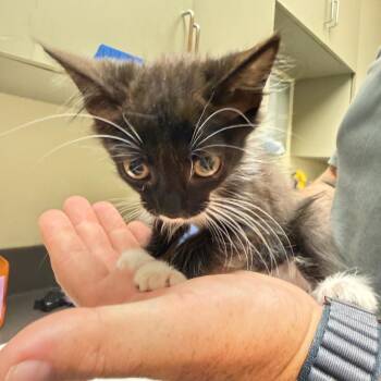 Suits 0842 -  Domestic Short Hair Cat for Adoption in Columbus, Georgia - Suits 0842 | PetCurious