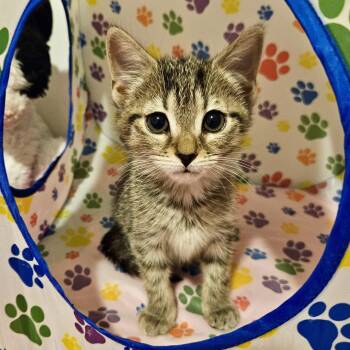 Rescue Domestic Short Hair Cats for Adoption in Richmond, Virginia - Pixie Stix | PetCurious