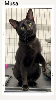 Domestic Short Hair Cats Available for Adoption in Caistor Centre, Ontario - Musa | PetCurious