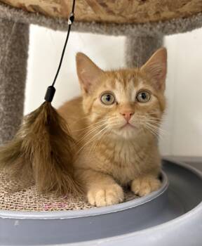 Rum Tum Tugger -  Domestic Short Hair Cat for Adoption in Pickering, Ontario - Rum Tum Tugger | PetCurious
