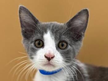 Jesse -  Domestic Short Hair Cat for Adoption in Portland, Oregon - Jesse | PetCurious