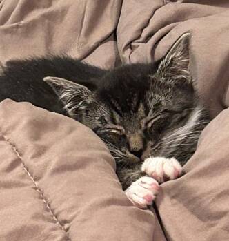 Rescue Domestic Short Hair Cats for Adoption in Floyd, Virginia - Edward | PetCurious