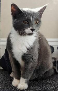 Domestic Short Hair Cats Available for Adoption - Penn | PetCurious