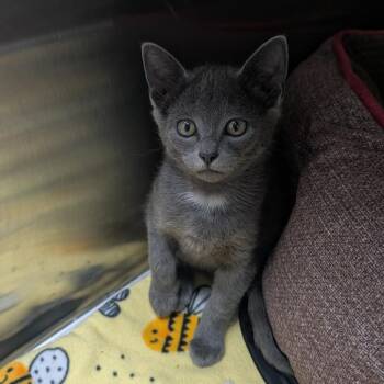 Gunray -  Domestic Short Hair Cat for Adoption in Detroit Lakes, Minnesota - Gunray | PetCurious