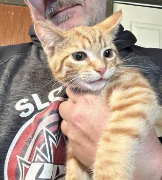 Kingsford -  Tabby Cat for Adoption in Winnipeg, Manitoba - Kingsford | PetCurious