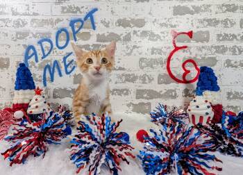 Gouda -  Domestic Short Hair Cat for Adoption in San Tan Valley, Arizona - Gouda | PetCurious