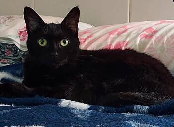 Rescue Domestic Short Hair Cats for Adoption in Westford, Massachusetts - Melody | PetCurious