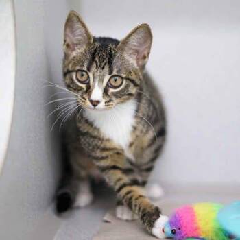 Mittens -  Domestic Short Hair Cat for Adoption in Atlanta, Georgia - Mittens | PetCurious