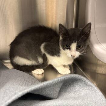 Meowie -  Domestic Short Hair Cat for Adoption in Knoxville, Tennessee - Meowie | PetCurious