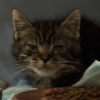 Marcel -  Domestic Short Hair Cat for Adoption in Harrisonburg, Virginia - Marcel | PetCurious
