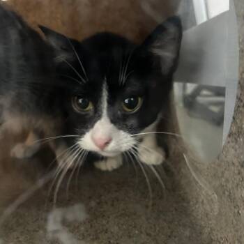 Sage -  Domestic Short Hair Cat for Adoption in Philadelphia, Pennsylvania - Sage | PetCurious