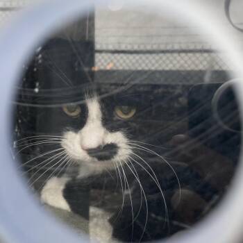 Domestic Short Hair Cats Available for Adoption - Charlie | PetCurious