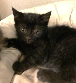 Muana -  Domestic Short Hair Cat for Adoption in Quakertown, Pennsylvania - Muana | PetCurious
