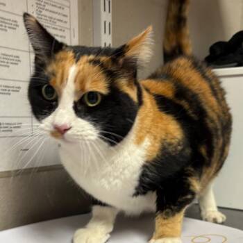 Domestic Short Hair Cats Available for Adoption - Ms. Kitty | PetCurious