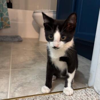 Hans -  Domestic Short Hair Cat for Adoption in Harrisonburg, Virginia - Hans | PetCurious