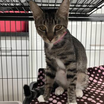 Chanel -  Domestic Short Hair Cat for Adoption in Lakeland, Florida - Chanel | PetCurious