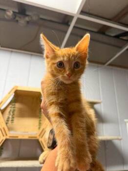 Sander -  Domestic Short Hair Cat for Adoption in Leitchfield, Kentucky - Sander | PetCurious