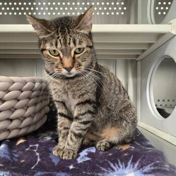 Barley Houston -  Domestic Short Hair Cat for Adoption in Denver, Colorado - Barley Houston | PetCurious