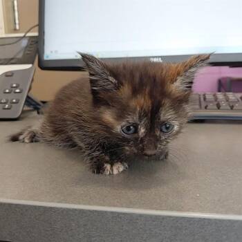 DOLLY -  Domestic Short Hair Cat for Adoption - DOLLY | PetCurious