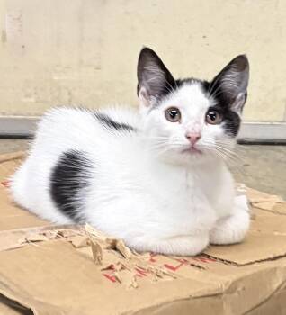 Oreo -  Domestic Short Hair Cat for Adoption in Melbourne, Arkansas - Oreo | PetCurious