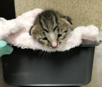 PALOMA -  Domestic Short Hair Cat for Adoption in Riverside, California - PALOMA | PetCurious