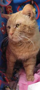 Domestic Short Hair Cats Available for Adoption in Manchester, New Hampshire - Peep | PetCurious