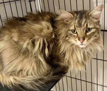 Aslan -  Norwegian Forest Cat and Ragdoll Cat Available for Adoption in Sandusky, Michigan - Aslan | PetCurious
