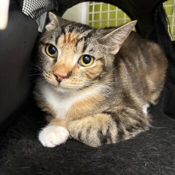Bonnie & Cleo -  Domestic Short Hair Cat for Adoption - Bonnie & Cleo | PetCurious