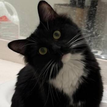 Selena Kyle -  Domestic Medium Hair Cat for Adoption in Las Vegas, Nevada - Selena Kyle | PetCurious
